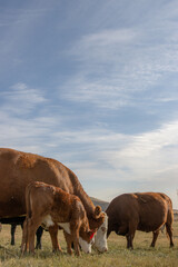 Cow and calf graze pasture in rural Eastern Washington  © Info