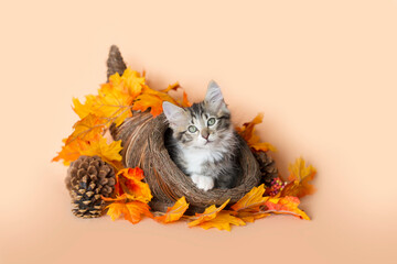 Tabby kitten sitting inside of a cornucopia surrounded by bright orange and yellow leaves and a pine cone celebrating thanksgiving holiday, orange background. © Kelly