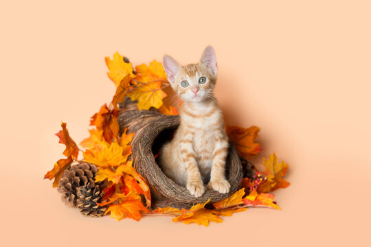 Orange Tabby kitten sitting inside of a cornucopia surrounded by bright orange and yellow leaves and a pine cone celebrating thanksgiving holiday, orange background.