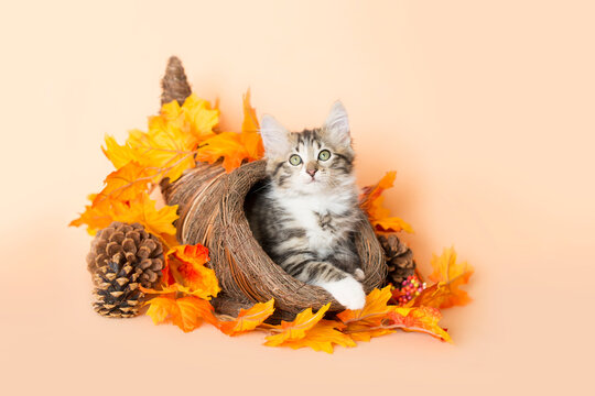 Tabby kitten sitting inside of a cornucopia surrounded by bright orange and yellow leaves and a pine cone celebrating thanksgiving holiday, orange background.
