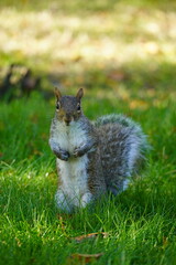 squirrel in the park