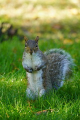 squirrel in the park