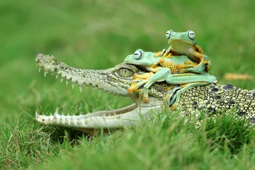 Zelfklevend Fotobehang a crocodile, a frog, a crocodile and two cute frogs on his head  © ridho