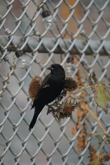crow blackbird on the fence