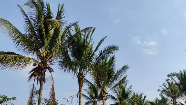 timelapse video of coconut tree leaves blowing in the wind with moving clouds
