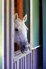 portrait of a white horse looks out of stable door. 