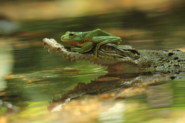 a crocodile, a frog, a crocodile and a cute frog above his mouth