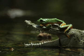 Zelfklevend Fotobehang a crocodile, a frog, a crocodile and a cute frog above his mouth © ridho