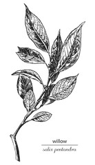 willow, willow sketch, willow monochrome, willow black and white. Latin name salix pentandra - obrazy, fototapety, plakaty