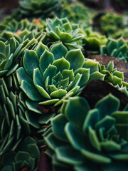 Obraz premium Close up of a succulent