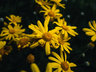 yellow flowers in the garden