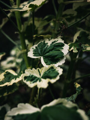 leaves in the garden