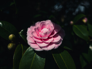 Camellia flower in the garden