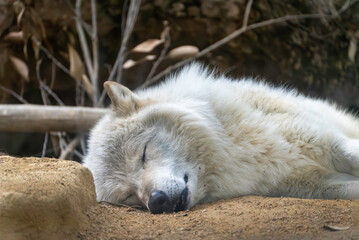 気持ちよさそうに眠るオオカミ