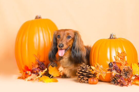 Reddish brown long hair Dachshund puppy wiener dog posed with tongue out surrounded by autumn decorations, pumpkins, pine cones, and fall leaves, on a light orange background