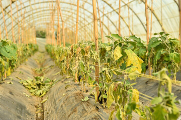 Fungal disease Powdery mildew on eggplant foliage in greenhouse, powdery mildew on eggplant in glasshouse selective focus, Diseases and pests of squash vegetables and affect on eggplant squash leaves