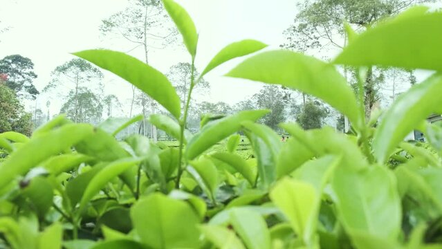 close up of tea shoots on a tea plantation camera dolly in