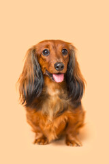 Reddish brown long hair Dachshund puppy wiener dog posed for the photo with tongue out on a light orange background.achshund Puppy dog Photo Shoot