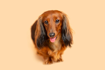 Reddish brown long hair Dachshund puppy wiener dog posed for the photo with tongue out on a light orange background.achshund Puppy dog Photo Shoot