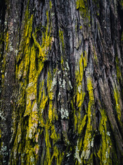 Tree bark