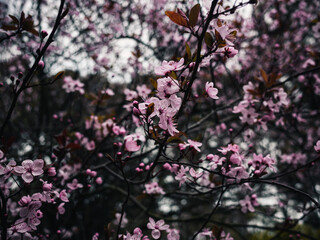 Spring flowers