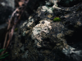 Stone surface