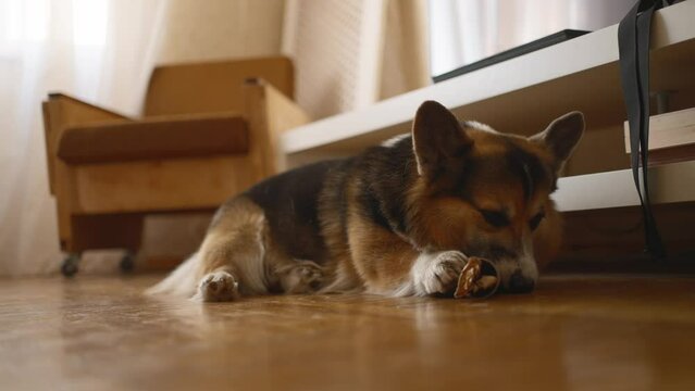 cute funny dog Welsh Corgi breed having fun at home while playing with his toy, delicious bone hided in paper tube. curious and energy pet at home alone