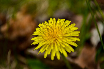 yellow dandelion flower