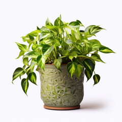 Pothos (Epipremnum aureum)  Studio Shot Isolated on Clear Background, Generative AI