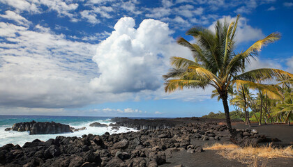 Fototapeta na wymiar lava flow of 1801 kekaha kai kona coast state park mahaiula beach big island hawaii volcanic rock prosopis pallida the coconut tree cocos nucifera cumulus humilis cloud