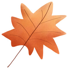 maple leaf isolated on white background