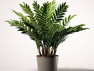 ZZ Plant (Zamioculcas zamiifolia) Studio Shot Isolated on Clear Background, Generative AI