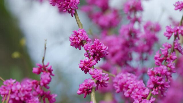 European Cercis Or Judas Tree And European Scarlet. Cercis Siliquastrum Branches With Pink Flowers In Spring. Close up.