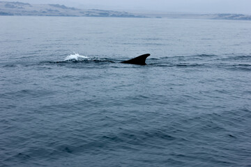 Fototapeta premium Ballena Fín Chañaral de Aceituno Chile