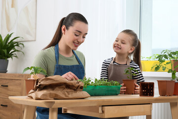 Mother and daughter planting seedlings into plastic container together at wooden table in room - obrazy, fototapety, plakaty