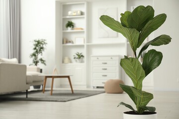 Obraz na płótnie Canvas Fiddle Fig or Ficus Lyrata plant with green leaves at home. Space for text