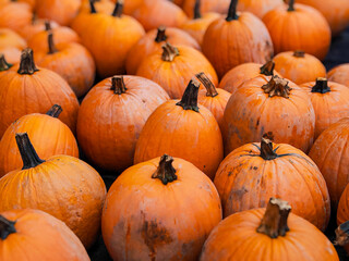 Beautiful orange pumpkins lie next to each other