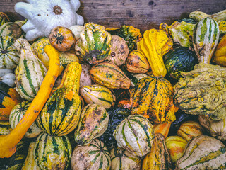 A mix of colorful decorative pumpkins in a wooden box