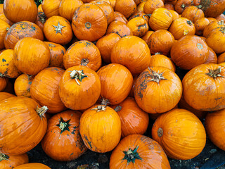 A nice big pile of orange pumpkins