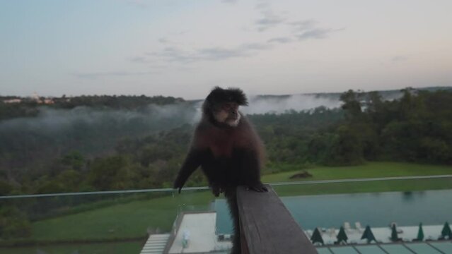 Monkey On Iguazu Resort Balcony