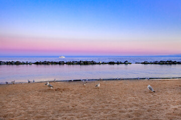Birds on the beach at sunset