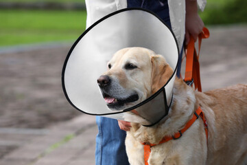 Woman walking her adorable Labrador Retriever dog in Elizabethan collar outdoors, closeup