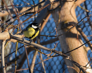Great tit with snow on its beak on a tree branch, sunny frosty winter day. The background is a pattern of a chain-link fence on a blue sky
