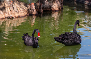 Fototapeta premium Two Black Swans swimming in lake in front of Cypress Trees