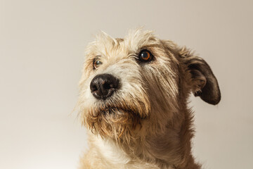 retrato primer plano de perro