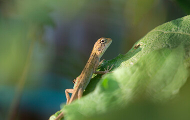 Close up of a small lizard on a green leaf in the garden
