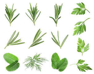 Set with different greens isolated on white. Rosemary, parsley, mint and dill