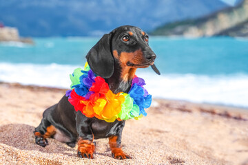 Pensive sleek dachshund dog with flower necklace on his neck sits on sandy beach of seaside resort...