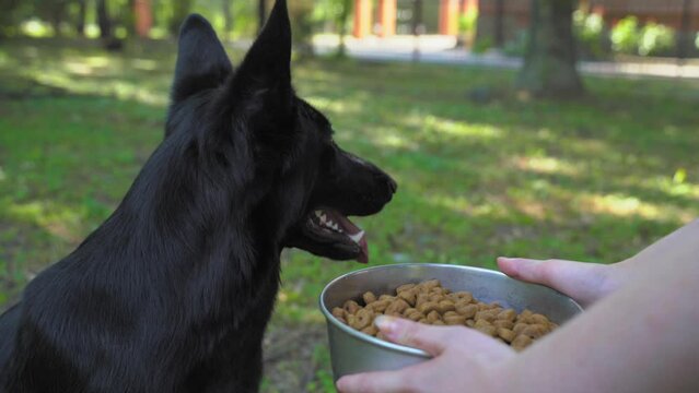 Dog on walk refuses to eat, no appetite, satiety, illness Handler hand out iron plate with food, dog turns away Portrait of black dog with tongue hanging out, ears sticking out Owner's overprotection