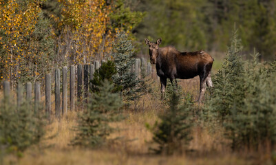 Moose in the Rocky Mountains 